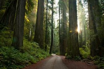Go Back Gallery For Redwood Forest Wallpaper