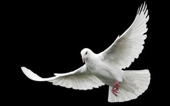 White Doves Wallpaper HD S