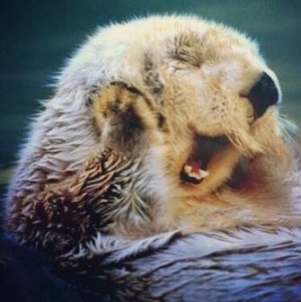 Baby Otter Wallpaper
