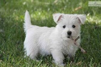 Pin Cute Westie West Highland Terrier Dog Desktop Wallpaper On