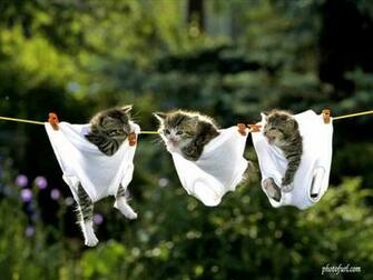 Funny Animal Wallpaper For Desktop Jpg