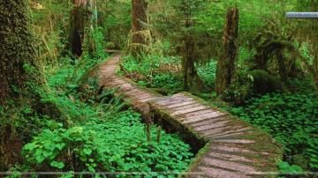 Carmanah Valley Vancouver Island British Columbia Canada Wallpaper