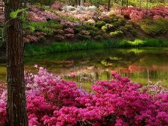 Valentines Flowers Screensaver Screensavers