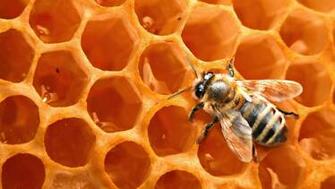 Bees Desktop HD Wallpaper Image