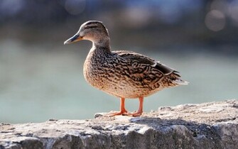 Mallard Duck Pictures HD Wallpaper