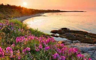 Beach Flowers Wallpaper HD