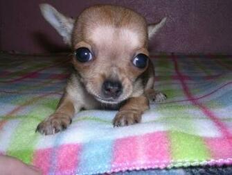 Teacup Chihuahua Image Thecelebritypix