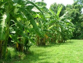Banana Tree Groves Image