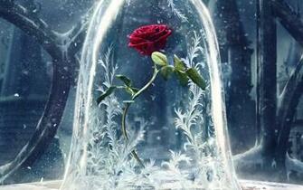 Beauty And The Beast Rose Dear Passerby An Affordable Luxury