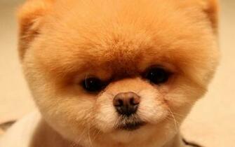 Desktop Boo The Dog Wallpaper
