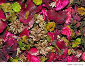 Plants Potpourri Background Stock Photo I1054186 At Featurepics