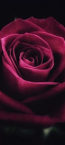 Cute Red Black Rose Wallpaper