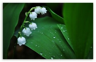 Lily Of The Valley HD Desktop Wallpaper High Definition Fullscreen