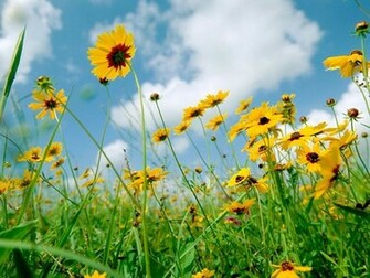 Summer Wildflowers Wallpaper Photo On Coastal