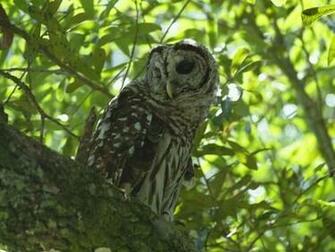 Owl Screensaver Screensavers
