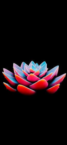 Floral Succulent Rose In Black Amoled Color 4k Phone Wallpaper