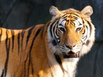 Tiger HD Wallpaper