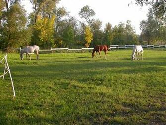 Horse Farm Wallpaper Lovas H Tt Rk Pek