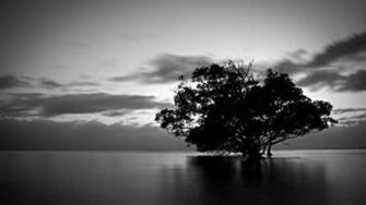 Black And White Nature Wallpaper