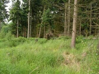 Ghillie Suit Wallpaper