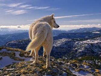 Wolf Spot Jpg