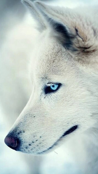 Wolf Aesthetic Wallpaper