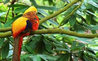 Golden Pheasant Computer Wallpaper Desktop Background