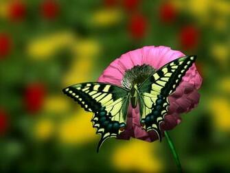 Right Now The Image Beautiful Flowers And Butterflies Wallpaper