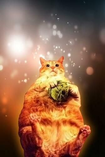 Pizza Cat In Space Wallpaper Of A Fat