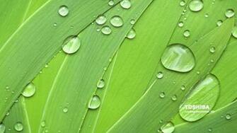 Toshiba Natural Green Hq Wallpaper High Quality