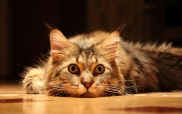 Cute Wallpaper Funny Cat For