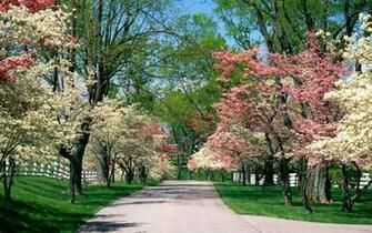 Spring Park Wallpaper