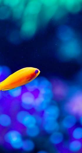 Animals Fish Wallpaper Sc iPhone7plus