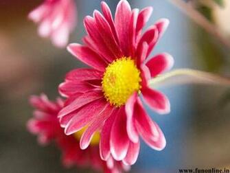 Daisy Wallpaper Stunning Daisies HD For