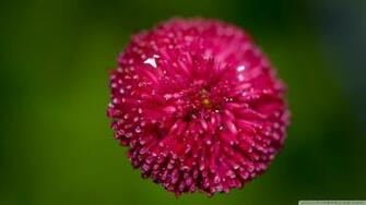 Pink And Green Background Wallpaper