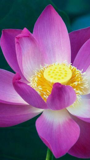 Pink Lotus Flower Mac Os X Lion iPhone Background Downlo