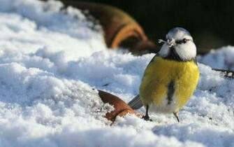 Bird In Snow Wallpaper HD