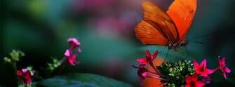 Image Cover Beautiful Pc Android iPhone And iPad Wallpaper