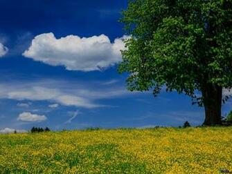 Wallpaper Summer Field X Desktop And