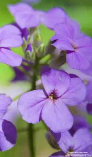 Wild Flowers Wallpaper Background Kicking Designs
