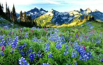 Screensavers Wallpaper Flowers Animated