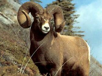 My Wallpaper Nature Bighorn Ram