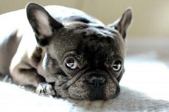 Pictures Of Frenchie Dogs Dog Breeds Picture
