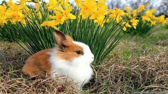 Spring Animal HD Desktop Wallpaper Site
