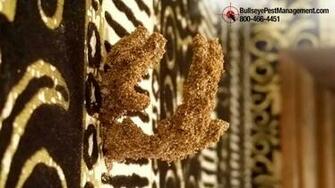 Best Termite Wallpaper