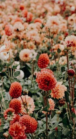 Pretty Flowers In Shades Of Autumn Colors Idea Wallpaper
