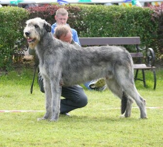 Animals Desktop Wallpaper Irish Wolfhound Background
