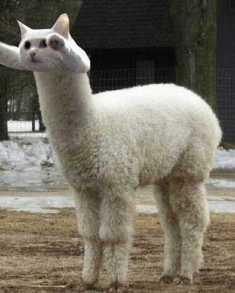 Llama Cat Wallpaper