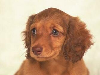 Miniature Dachshund Portrait Dogs Photos29