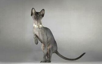 Cat Sphynx Eyes Collar Playful Stock Photos Image HD
